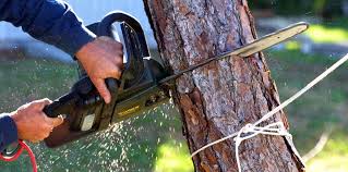 How Our Tree Care Process Works  in  Manteca, CA